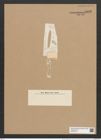 Rhaphoneis ? bisseriata [sic] Grun. (de-Toni-Nr.: Genus 78, Species 2844) Zeichnungen Sammlung Grunow Nr. 5802 (NHMW-BOT-W0374213)